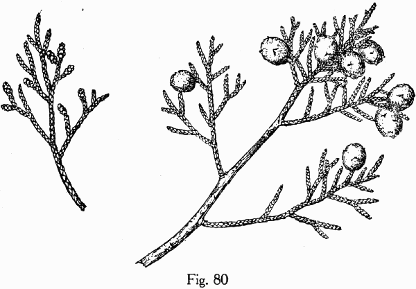 Fig. 80