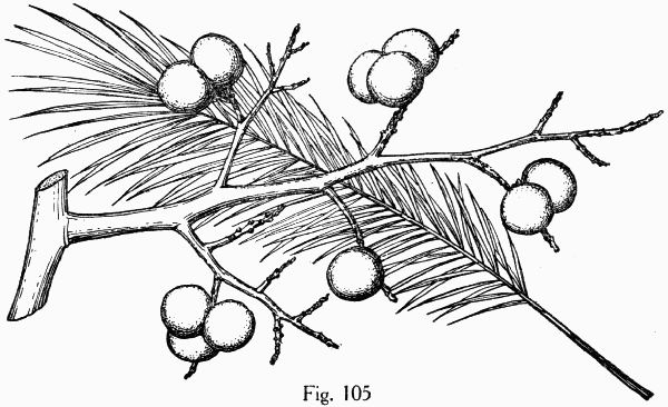 Fig. 105