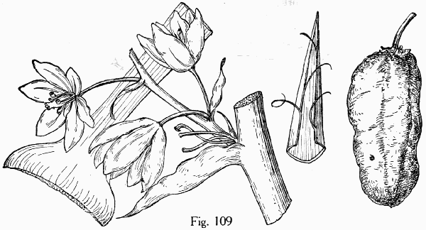 Fig. 109