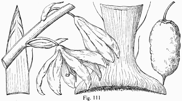 Fig. 111