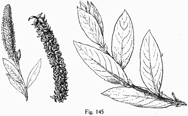 Fig. 145