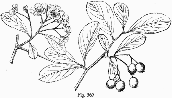 Fig. 367