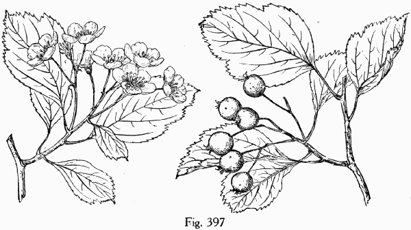 Fig. 397