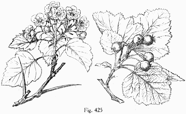 Fig. 425