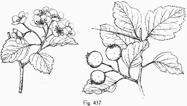 Fig. 437