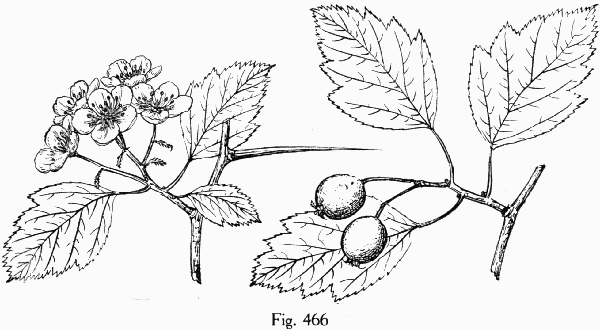 Fig. 466