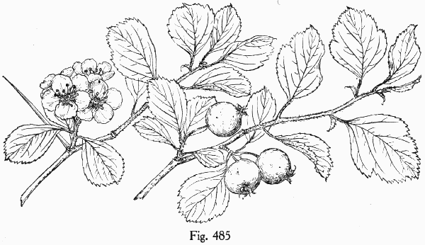 Fig. 485