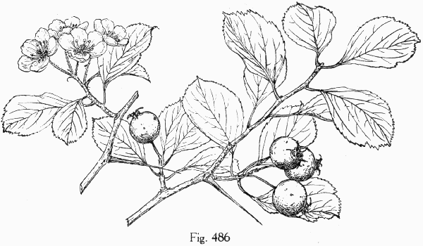 Fig. 486