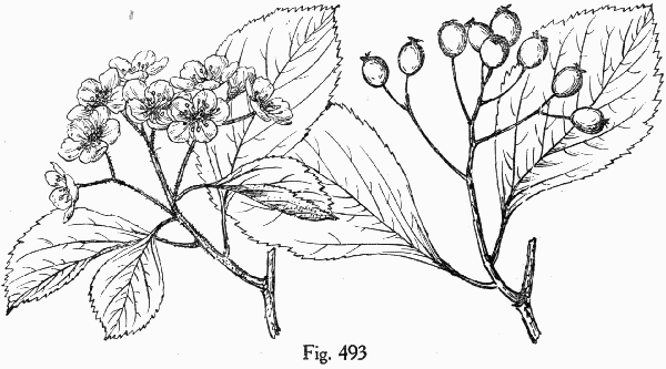 Fig. 493