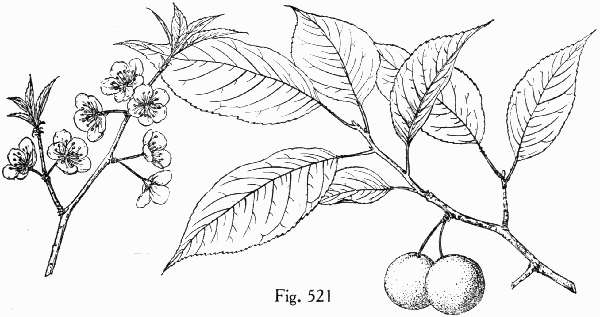 Fig. 521