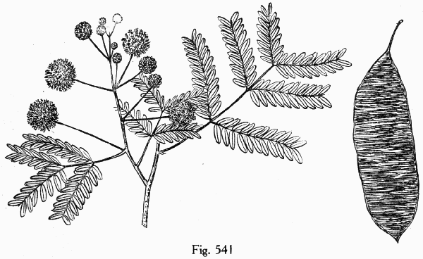 Fig. 541