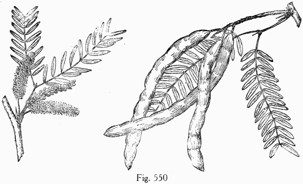 Fig. 550