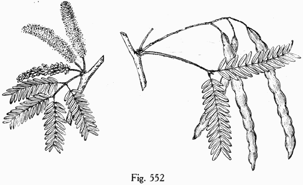 Fig. 552