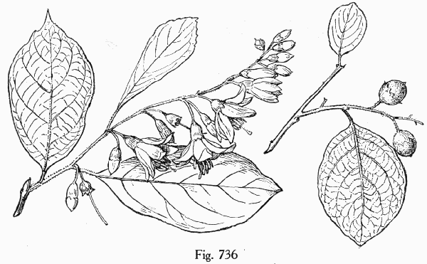 Fig. 736